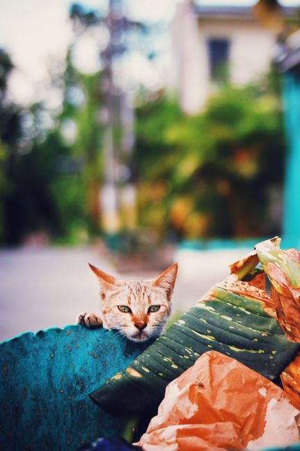 In the foreground, a ginger cat with light orange striped fur and piercing yellow eyes is seen peering over the edge of a blue container or bin, with one paw resting on the rim. The cat's ears are alert and upright, and its expression appears curious. Next to the cat, there is a pile of various waste materials, including crumpled, multicoloured paper or packaging with shades of orange, green, and beige, some of which have a slightly glossy or textured surface. The background is out of focus but suggests an outdoor urban or residential environment, with blurred trees, buildings, and rooftops visible. The scene is illuminated by natural daylight, casting soft shadows and highlighting the textures of the waste and the cat's fur. The image captures an element of private waste handling or disposal, aligning with a rubbish removal context, and illustrates the process of on-site clearance or collection of waste materials by private waste management services like Waste Disposal Catford.