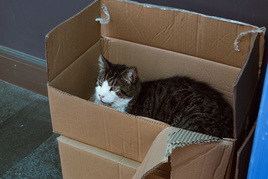 A domestic tabby cat with a white face, chest, and paws, and a brown and black striped coat, is comfortably lying inside an open cardboard box. The box is standard brown corrugated cardboard with slightly frayed edges at the corners and partially torn top flaps, positioned on a dark tiled floor near a wall with a dark grey skirting board. The environment appears to be an indoor space, possibly a storage or utility area, with a hint of a blue object or surface visible on the right side. The cardboard box shows signs of previous use, with creases and slight damage. The scene reflects a typical setting for on-site or private waste handling, fitting within the context of rubbish removal services by Waste Disposal Catford, subtly illustrating the presence of everyday household waste and the importance of proper disposal or alternative waste management.